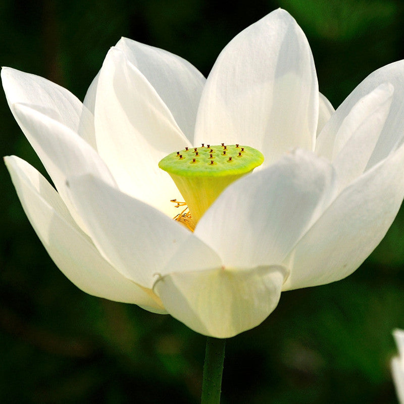 Lotus White - Aquatic Plants#N#– Exotic Flora
