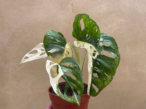 variegated monstera adansonii plant - stunning half moon