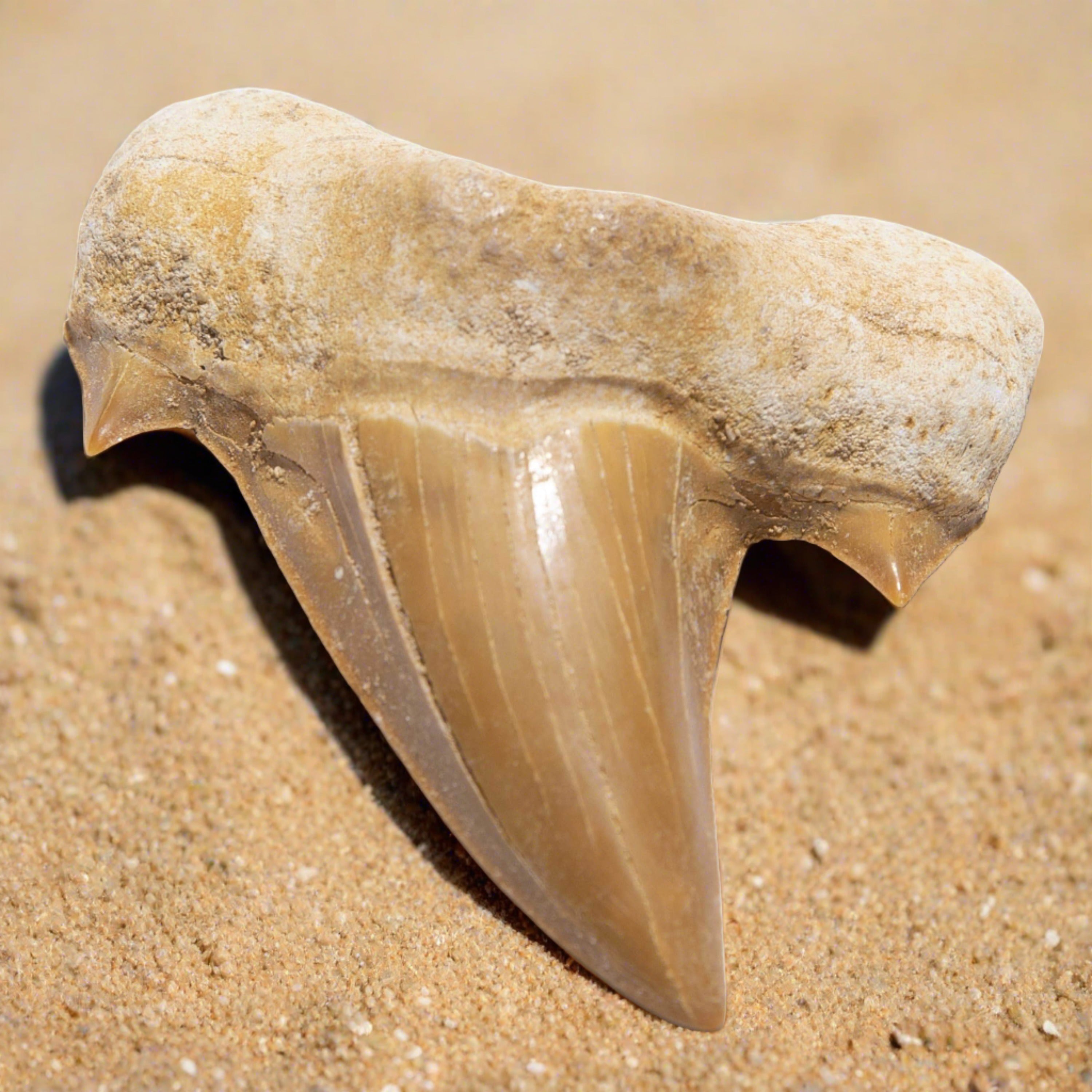 KALIFANO | Authentic Moroccan Fossil Shark Tooth: A Prehistoric Treasure