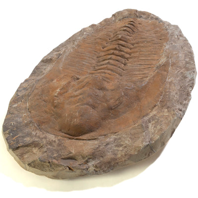 Kalifano Fossils & Minerals Trilobite (Order Ptychopariida) in Matrix from Morocco TR2400-PT