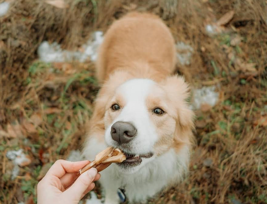 dog biting a dog chew in its mouth