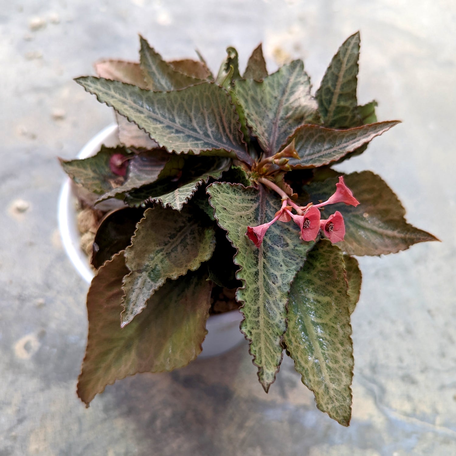 Euphorbia francoisii #E1 SOLD OUT – Artisan Plants