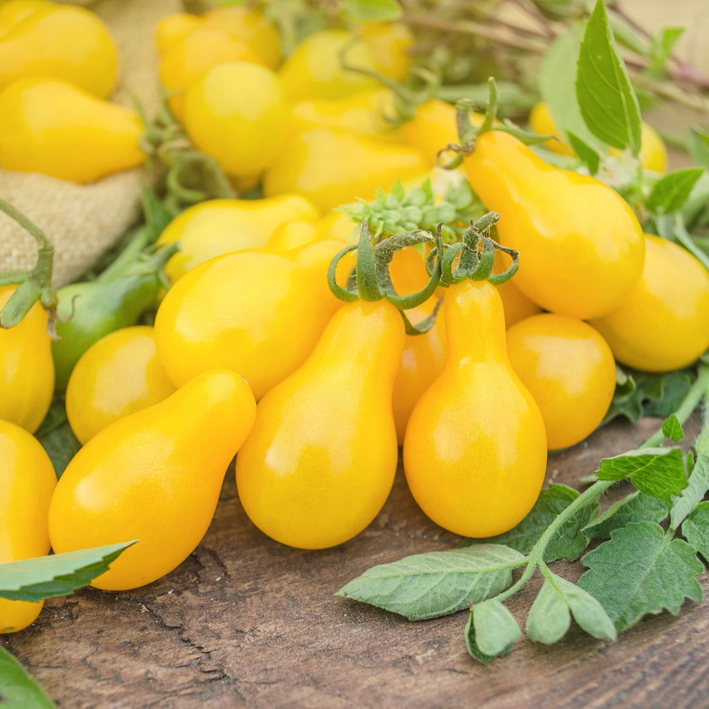 Organic Yellow Pear Tomato Seeds Sweet Yards