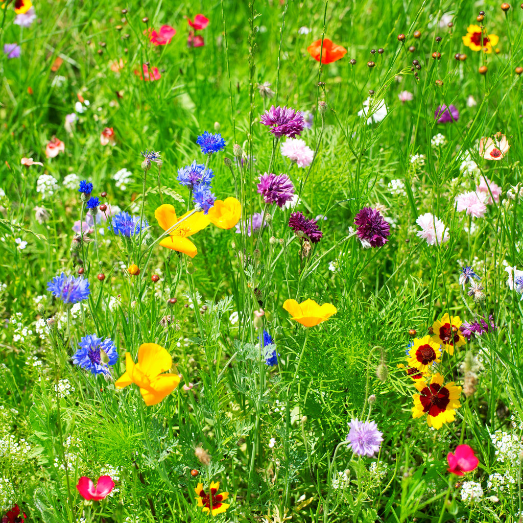 Partial Shade Wildflower Seed Mix – Sweet Yards