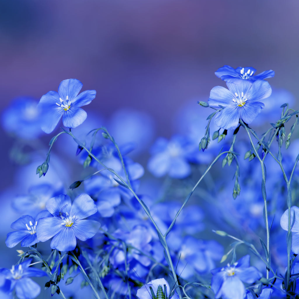 Beautiful Blues Wildflower Blend Sweet Yards