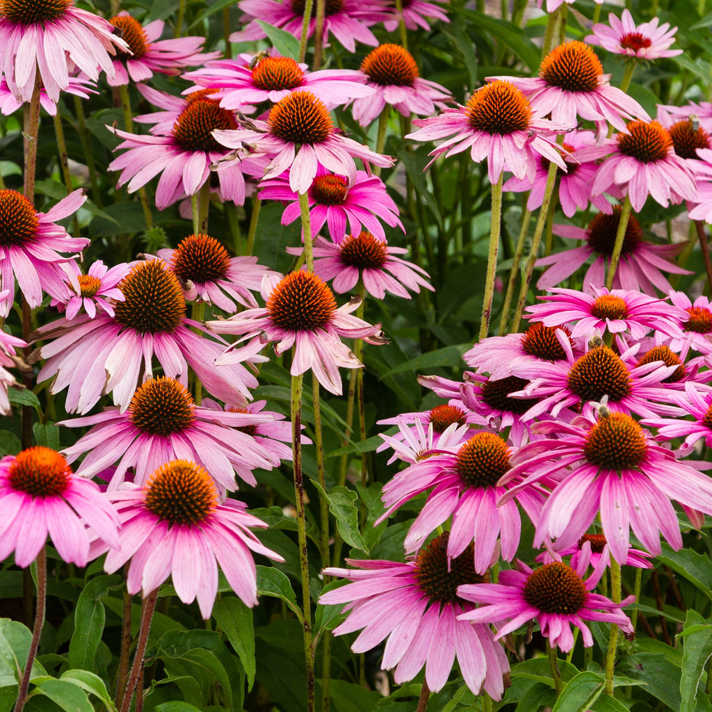 Purple Coneflower - Echinacea purpurea – Sweet Yards