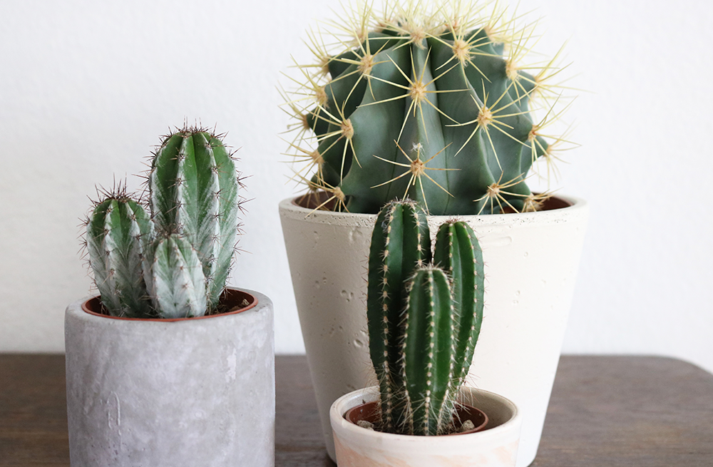 cactus are The Best Desk Plants