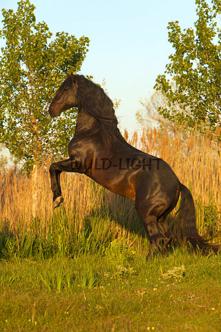 beautiful dark brown horse