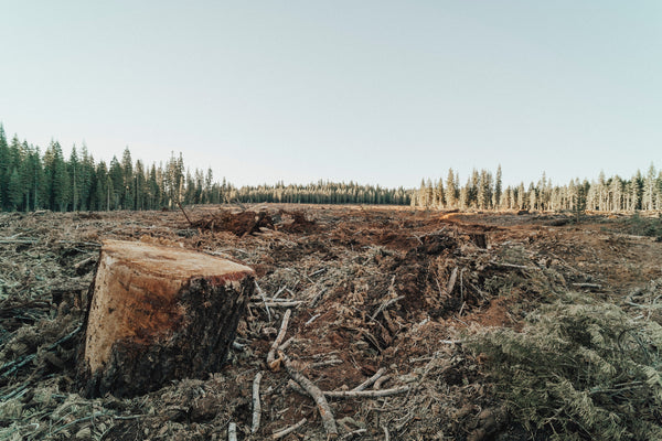 deforestation-consequence-of-unsustainable-harvesting