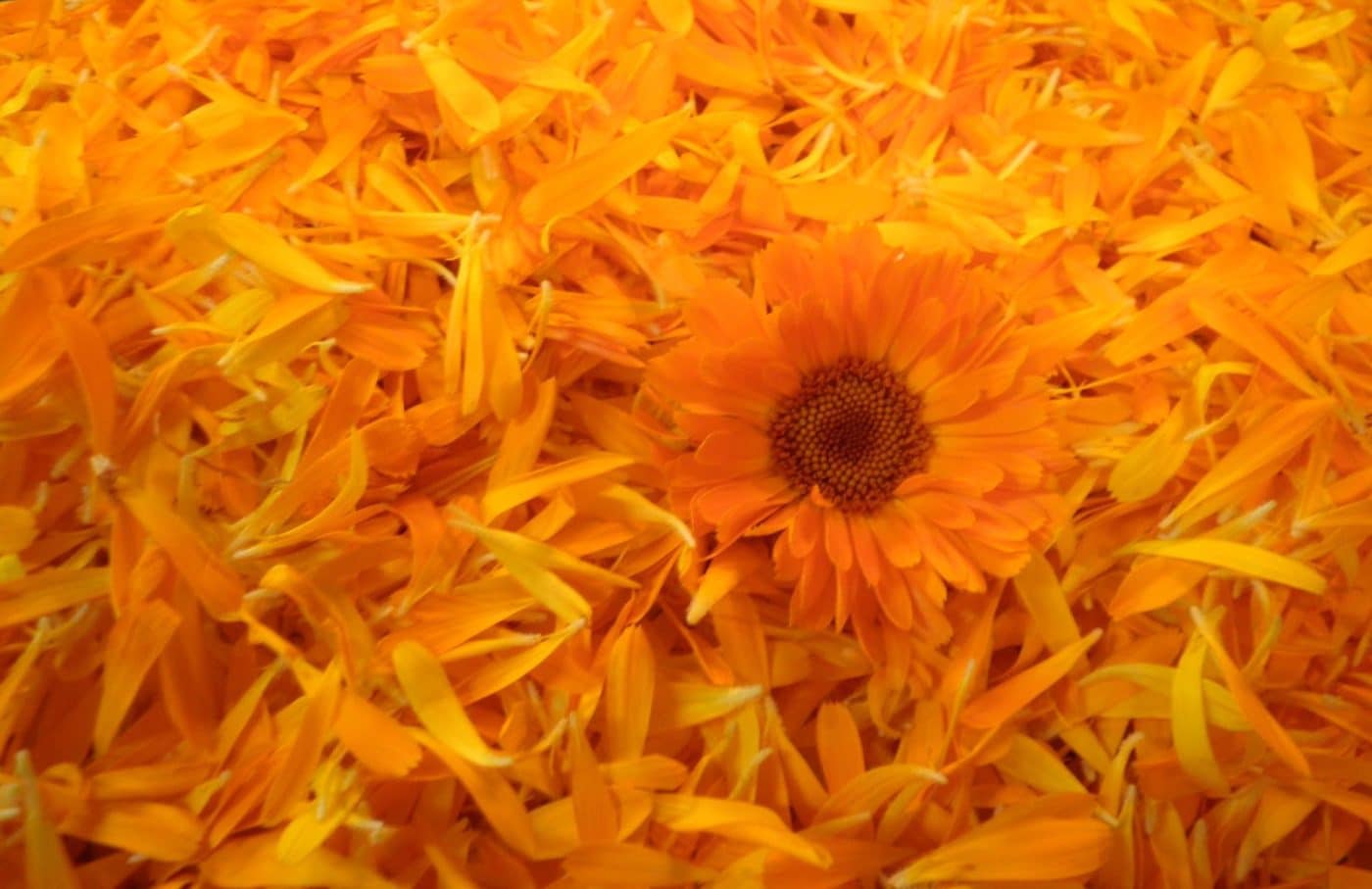 Calendula Flower Petals