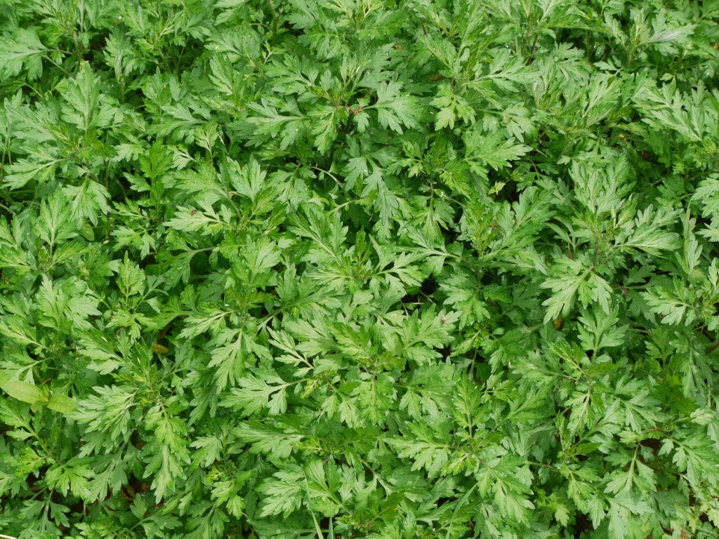 Mugwort