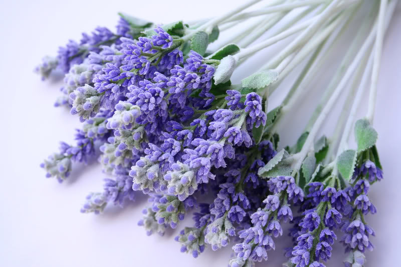 Lavender Flowers