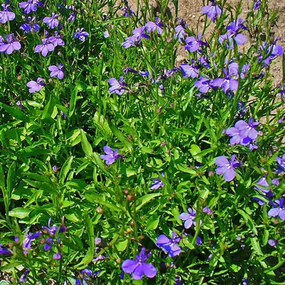 Lobelia — Smokable Herbs - Bear Blend