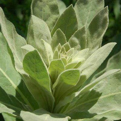 Mullein