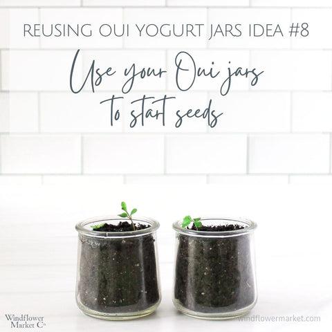 The Ultimate Guide to Repurposing Oui Yogurt Jars 2 Oui jars with seedlings growing in soil