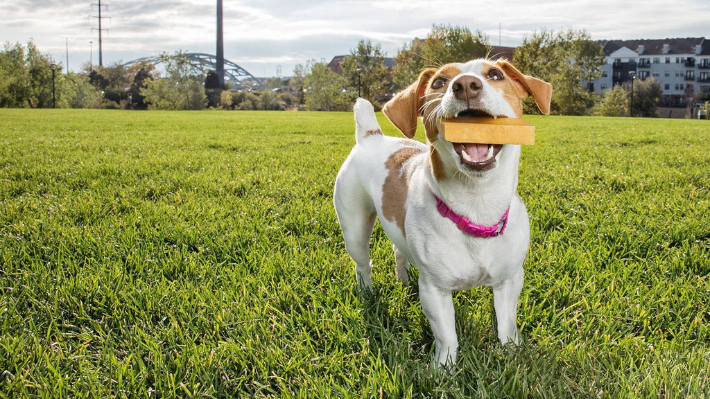 Yak chews for dogs