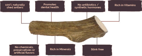 antler-infographic.webp__PID:7a82892b-1c01-49a0-acf4-0721540f345c