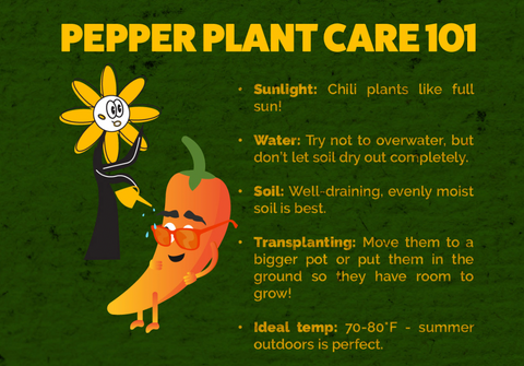 Pepper Plant Care 101