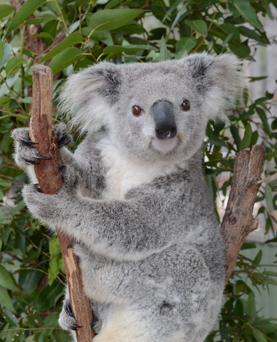 Orana the Koala