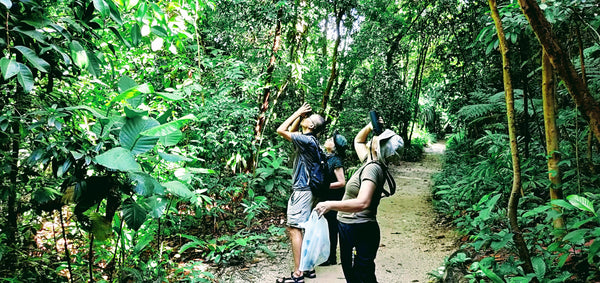 Nature enthusiasts looking for birds at Imbiah Trail