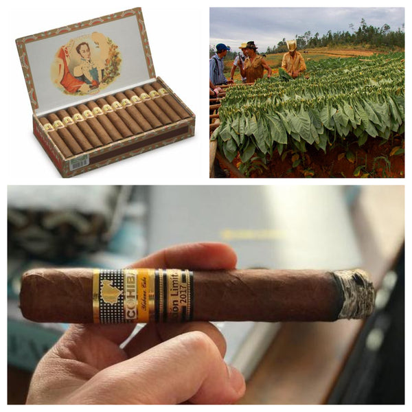 Cohiba—15 Fascinating Facts About Cuba's Most Famous Cigar Brand
