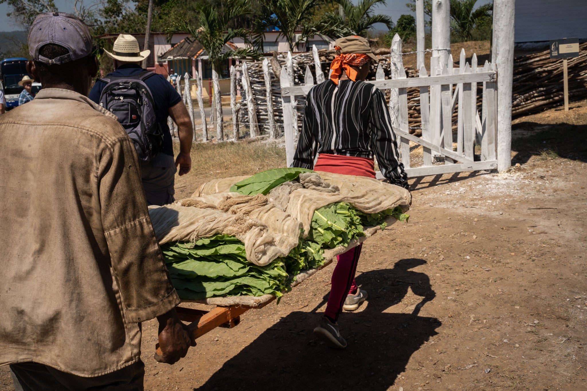 Les feuilles sont transportées à la Casa del Tabaco.