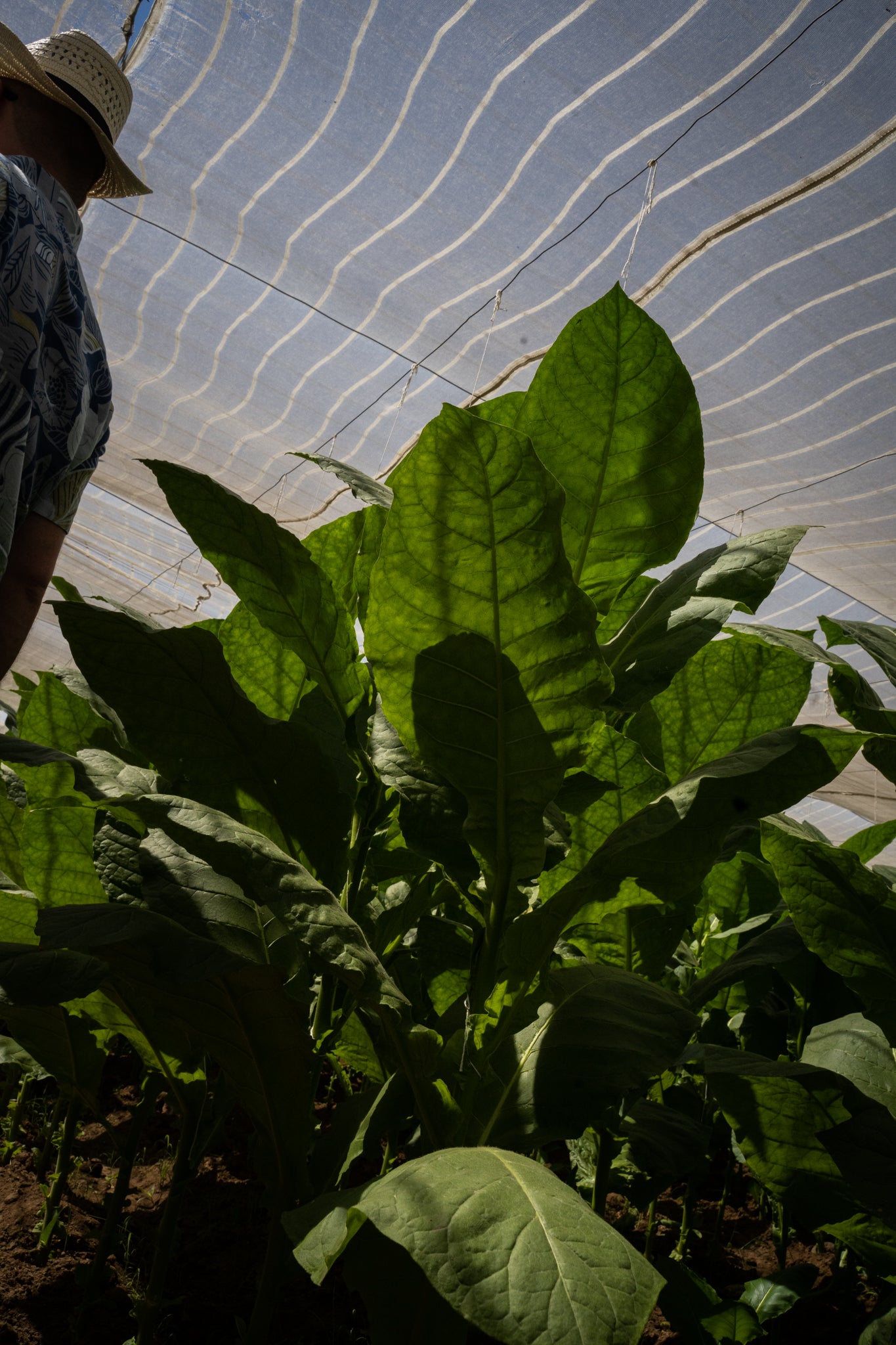 Tobacco fields of Pinar del Río.