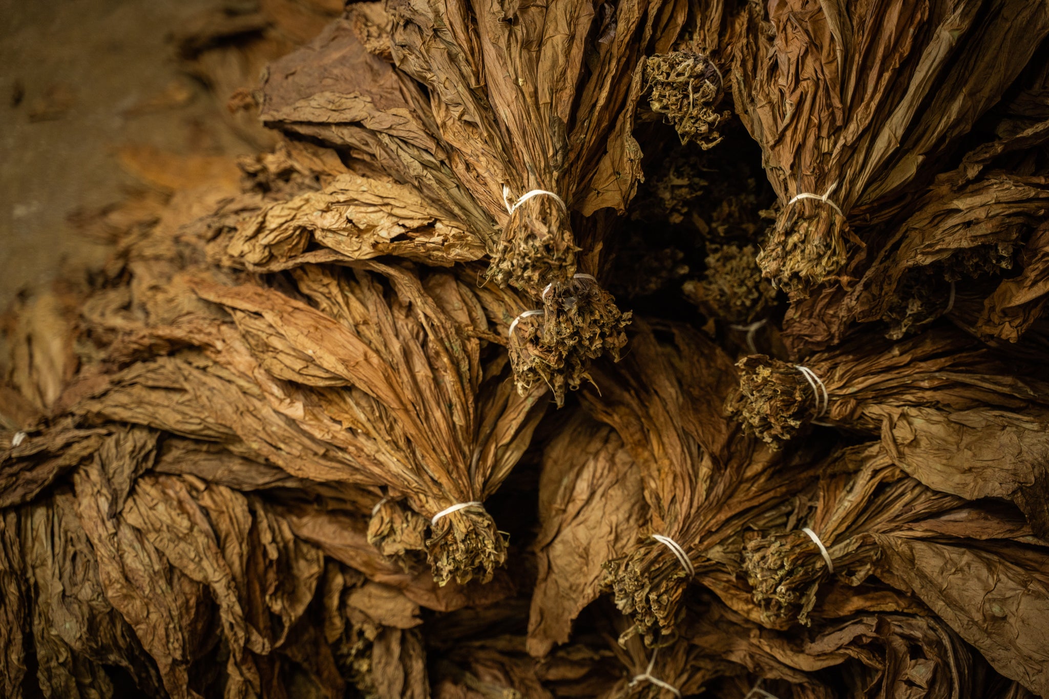 Chaque Gavilla contient environ 50 feuilles de cape, ce qui suffira pour 100 cigares de taille normale. Chaque feuille de cape peut être utilisée pour deux cigares.