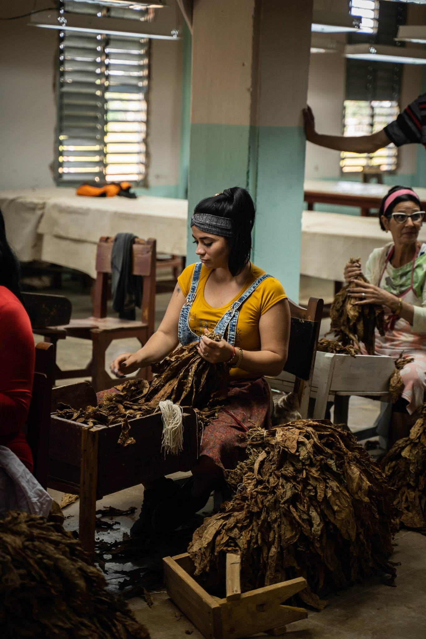 La Escogida: Wrapper leafs being bunched together in a bundle known in Spanish as Gavilla.