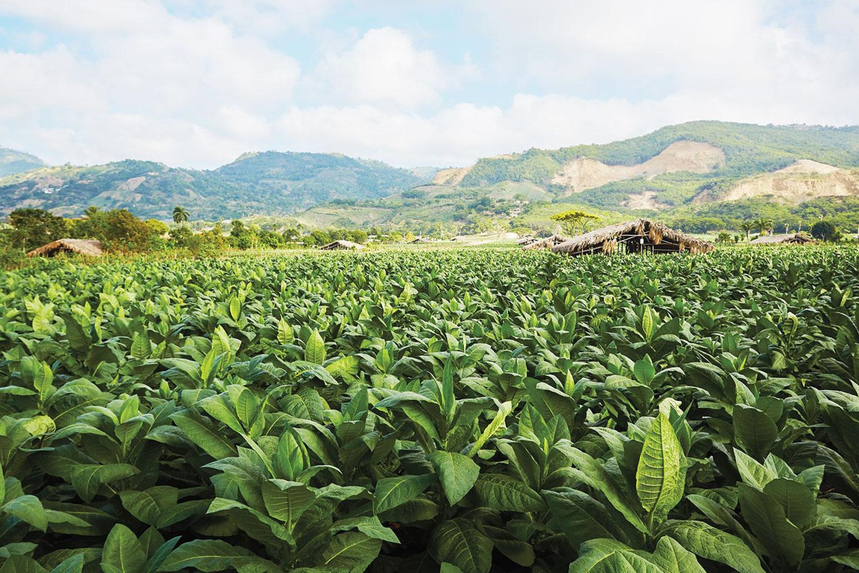 A lush, green tobacco field