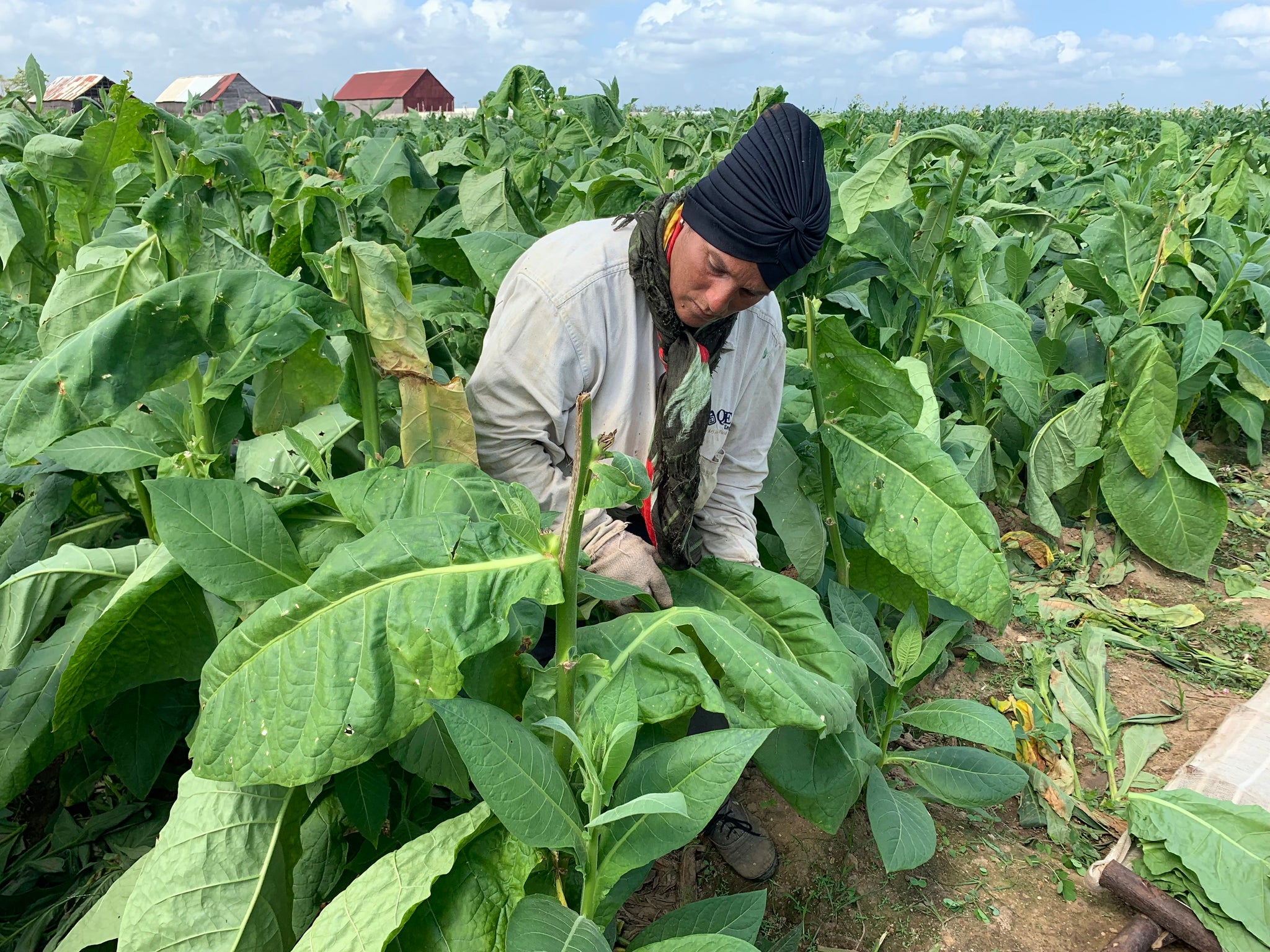 Vega Hoyo de Mena Tobacco Plantation. EGM Cigars