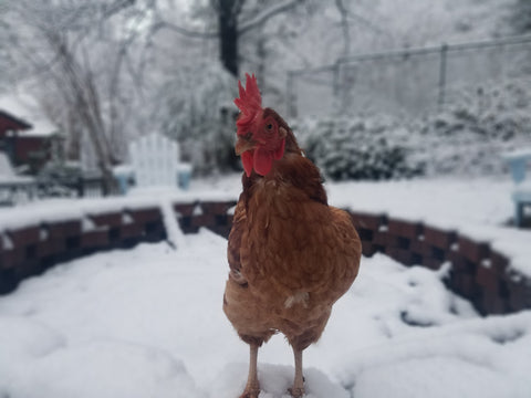 CityChick hen in snow
