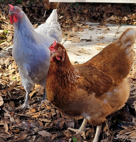 Lavender Orpington and Golden Comet