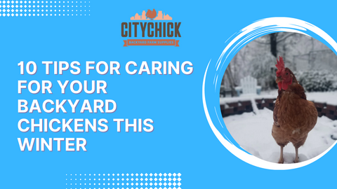 CityChick 10 tips on caring for backyard chickens in winter