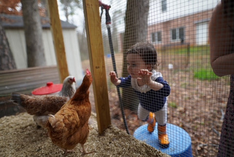 CityChick chicken keeper of the month