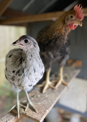 Lorischickens