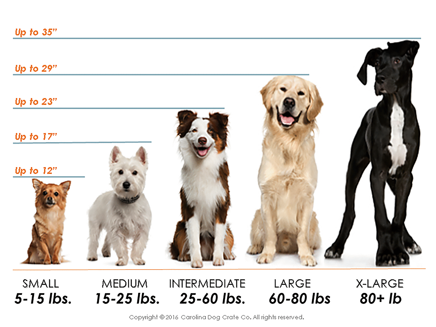 dog years chart by size