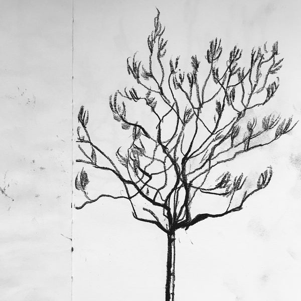 Olive tree drawing by Simon James of Standard Designs Ltd.