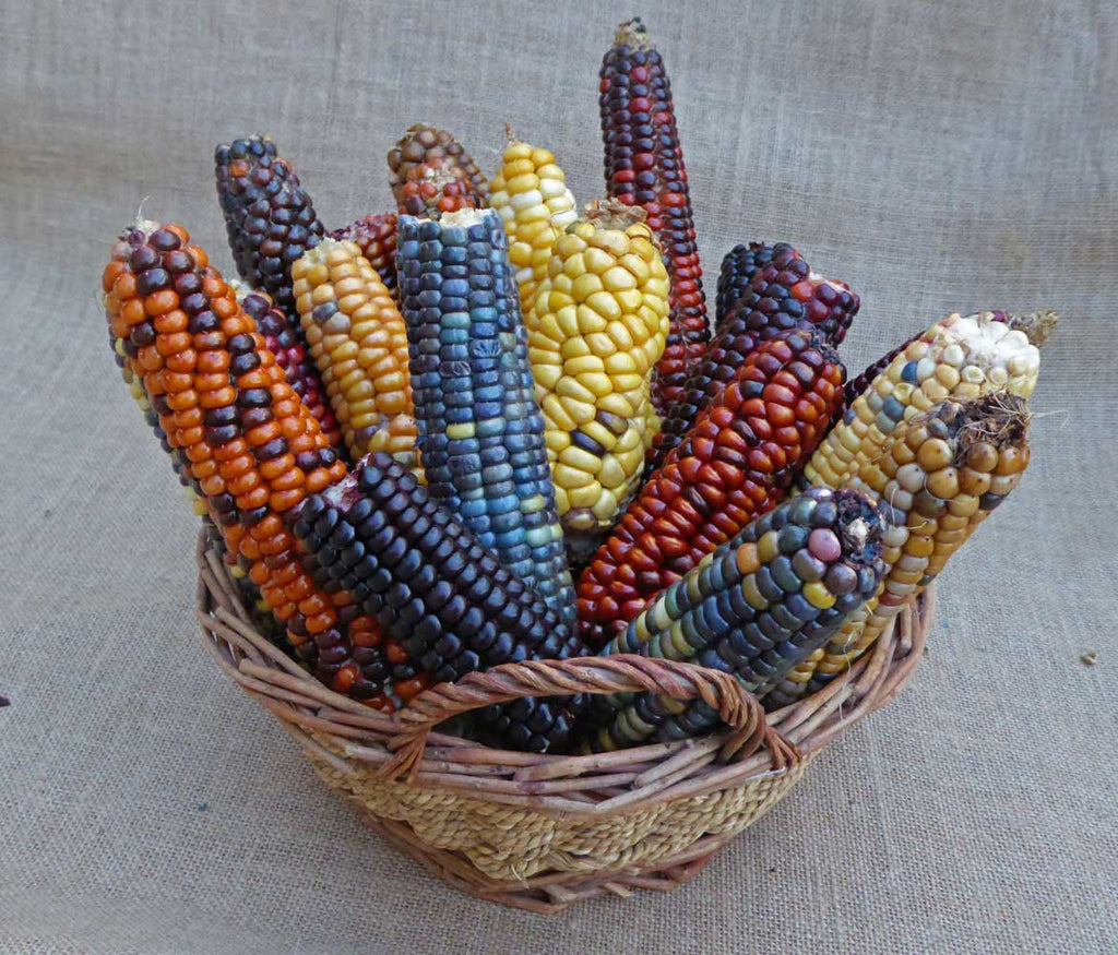 Corn in Basket