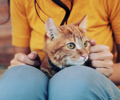 cat-love-owner-kitty-kitten-lap