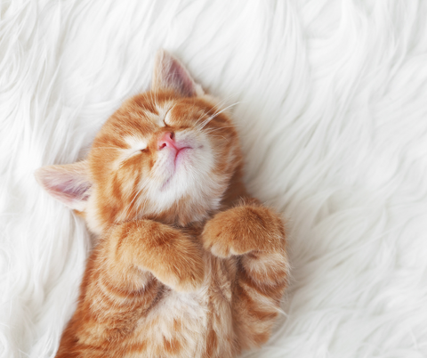 cute kitten sleeping orange cat bringing home kitty