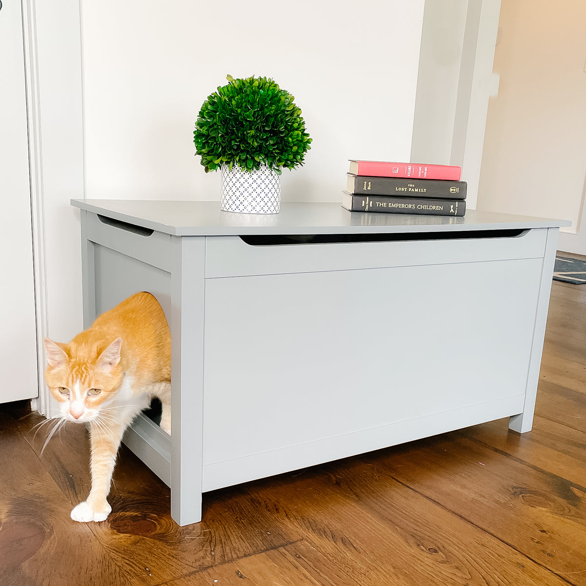 litter box solutions for large cats