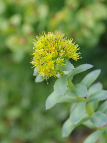 A photo of a plant with small green leaves and delicate yellow flowers.