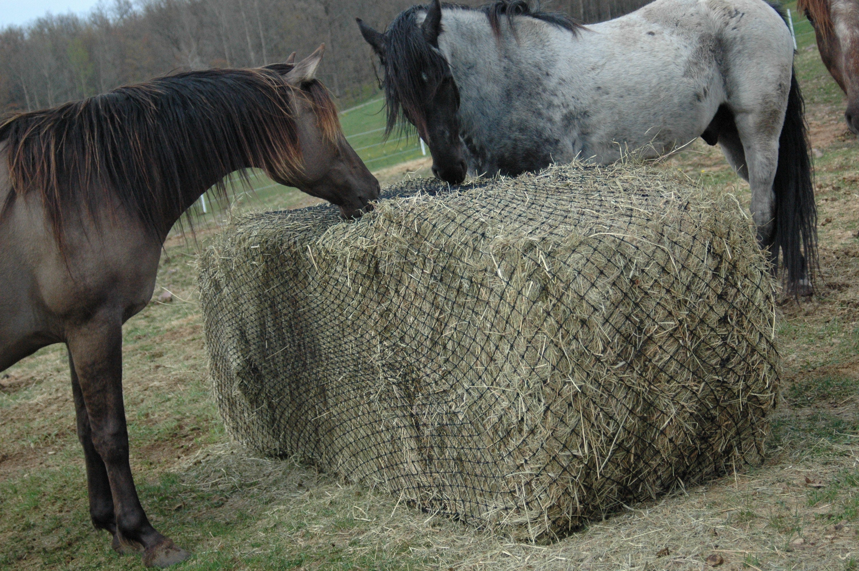 Hay Chix® Large Bale Net 6