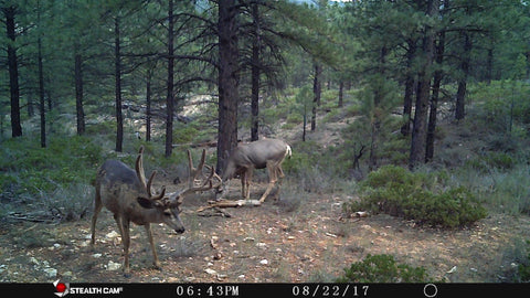 Mule Deer on Trail Camera