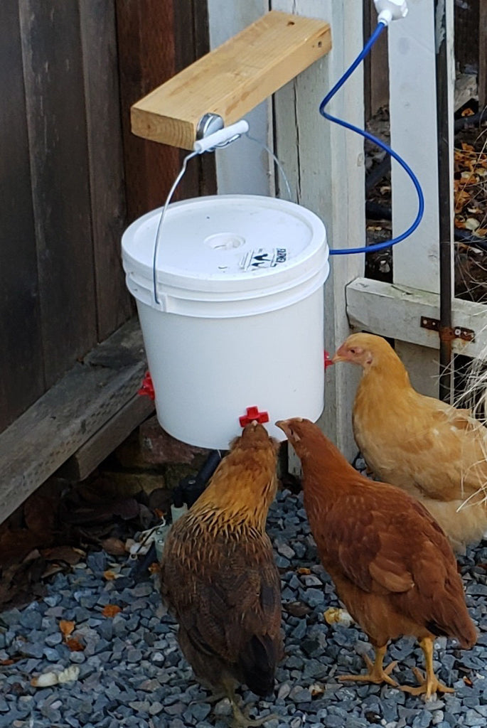 10 Best Automatic Waterers for Happy and Healthy Chickens - Furry Folly