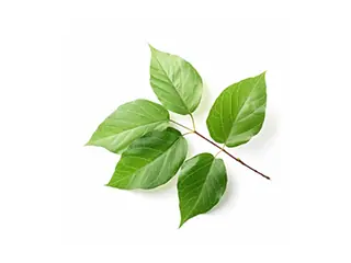 camphor-tree-oil-320w-1x.webp__PID:1d3836c6-3040-4b62-ae10-127a59ca166a