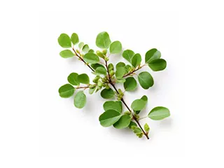 organic-oils-320w-1x.webp__PID:ead7fd3b-ed45-4383-8e65-5f44541e9db1