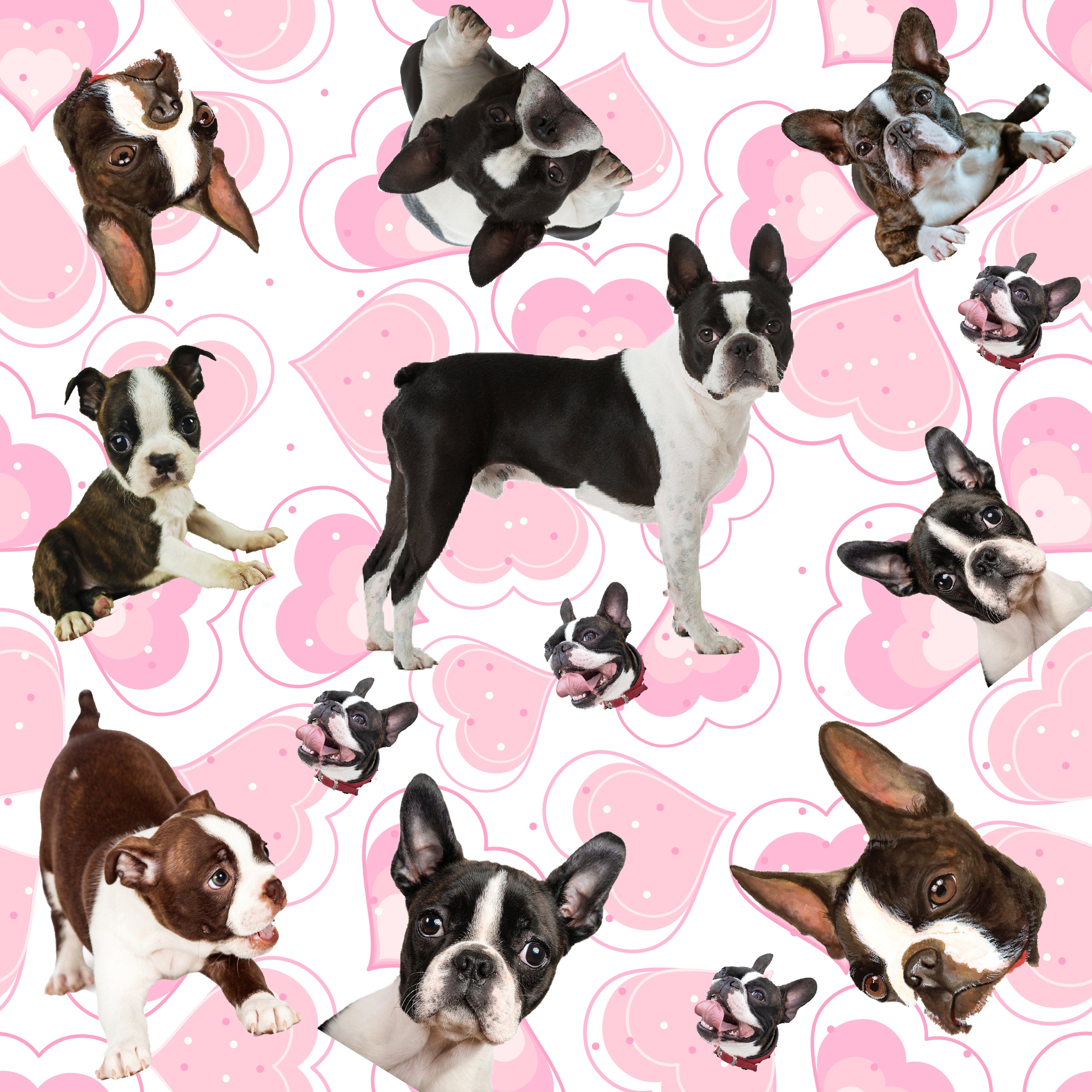 what are the different colors of boston terriers