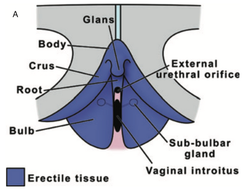 Over sensitive clitoris